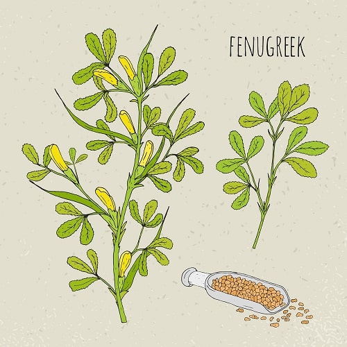 fenugreek-seeds-dandruff-treatment-tips