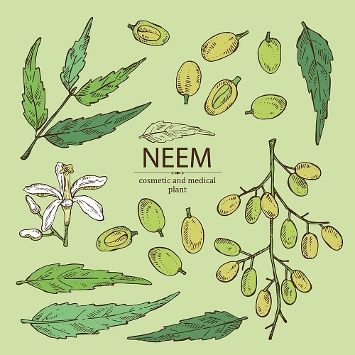 neem-leaves-tips-to-get-rid-of-itchy-scalp-or-dandruff