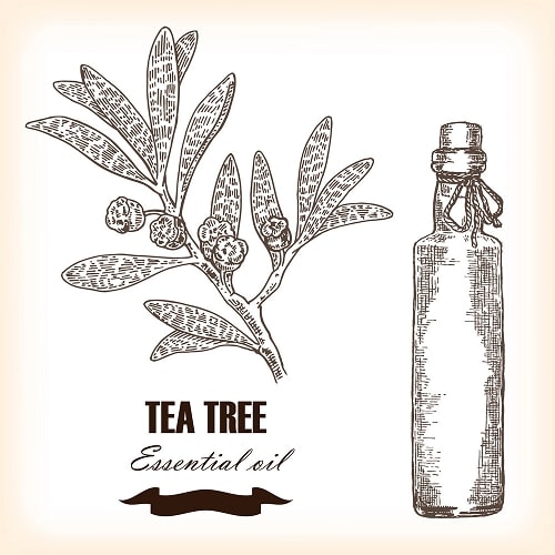 tea-tree-oil-how-to-remove-itchy-scalp-or-dandruff